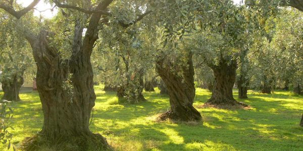 Epirus Olive Farm