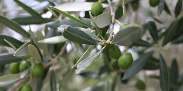 Olive Tree
